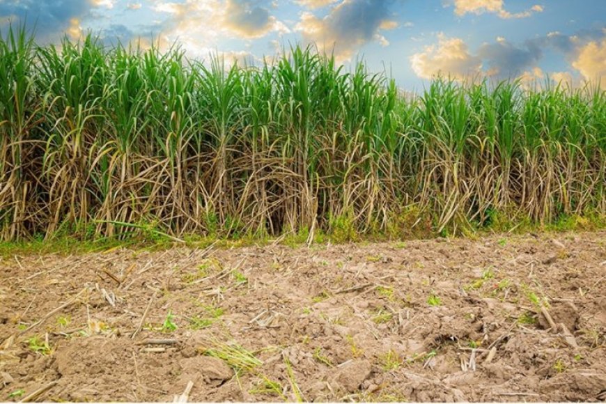 Valor da produção agrícola cresce em Minas