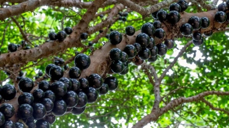 Jabuticaba é única fruta brasileira em lista das melhores do mundo; confira o ranking