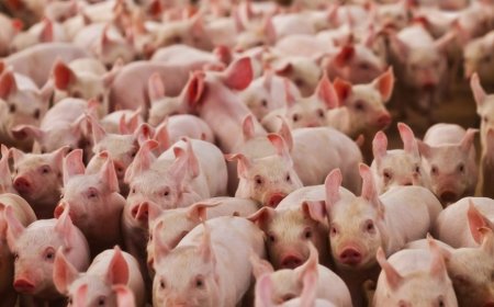 Suinocultura mineira enfrenta prejuízos