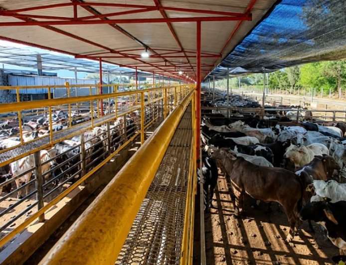 Frigorífico mineiro reabilitado para a China