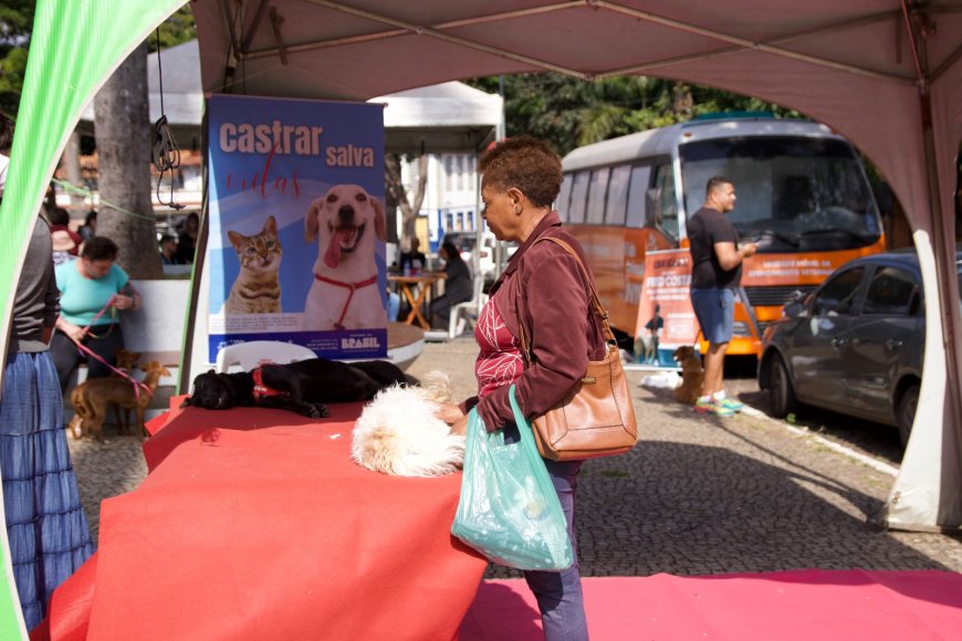 Prefeitura de Sabará realiza mutirão e castra mais de 300 cães e gatos